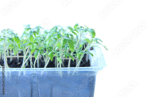 seedlings in a container of tomatoes on a windowsill isolated