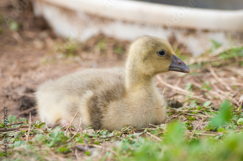 Gosling of a greylag goose (anser anser) rest in the grass © cristianstorto