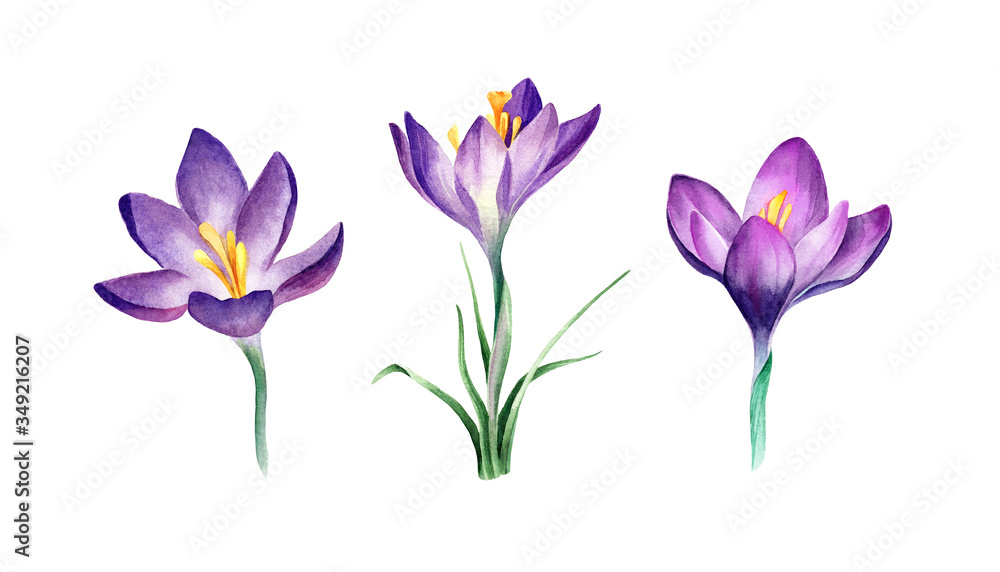 Watercolor violet crocuses on white backgrond. Nice elements for cards, textile, posters, pattern and another printed products design. Cute, sweet,
delicate spring flowers isolated. Watercolor violet crocuses on white backgrond. Nice elements for cards, textile, posters, pattern and another printed products design. Cute, sweet,
delicate spring flowers isolated.