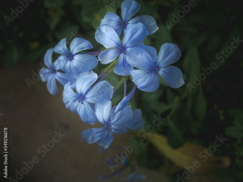 Blue flowers on a dark background (ID: 349216678)