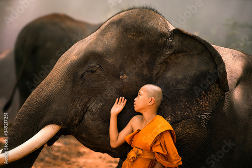 Photography Novices or monks hug elephants