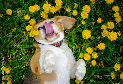 cute dog breed Beagle funny lies paws up on a green meadow among blooming yellow dandelions