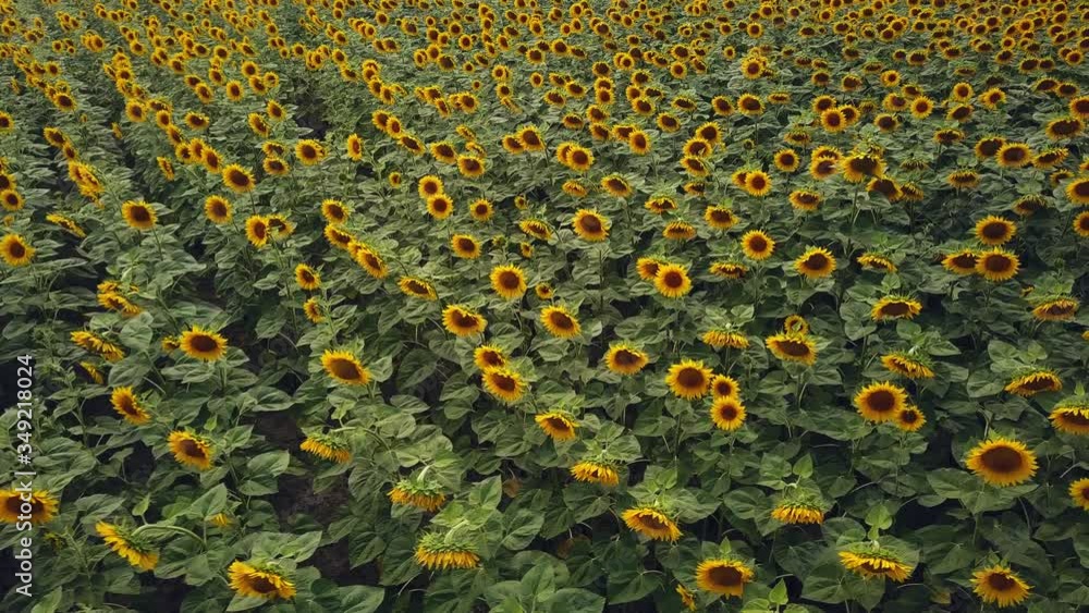 Aerial view of a big sunflower field blooming with a beautiful golden color. Top view. 4K. Aerial view of a big sunflower field blooming with a beautiful golden color. Top view. 4K.