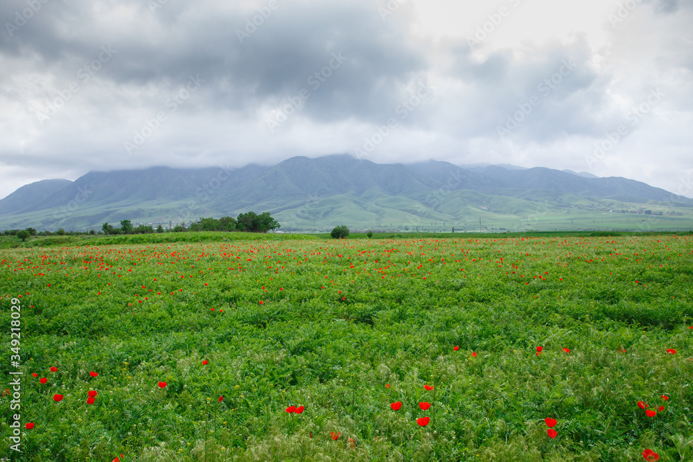 Red poppies on a background of mountains. Beautiful summer landscape with blooming poppies field. Kyrgyzstan Tourism and travel.