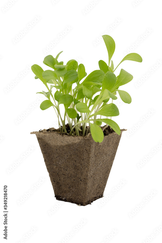 Obraz premium seedlings sprouts in a peat pot.