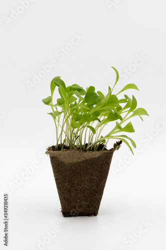 seedlings sprouts in a peat pot.