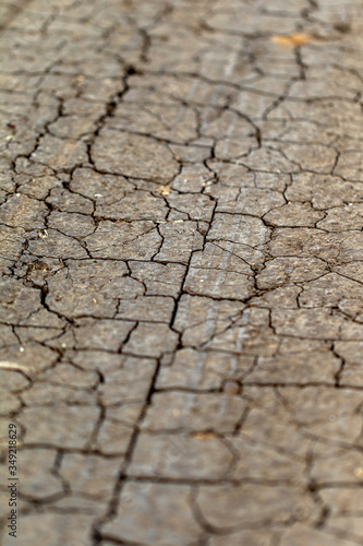 Cracked Earth. Concept: Cracks on surface of earth change as result of shrinkage of dirt due to arid conditions of terrain, global warming, ecology. Deadly drought. Tree growing on cracked ground