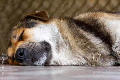 dog sleeping outdoors in the shade on a hot clear day