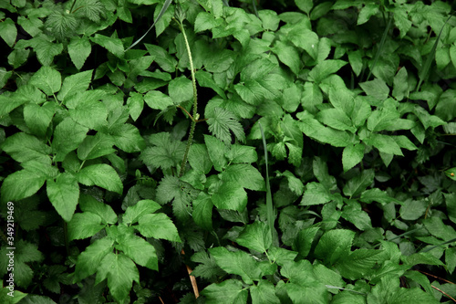 young vegetation in the forest, top view near