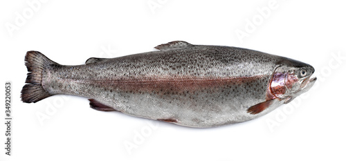 Rainbow trout river fish isolated on white