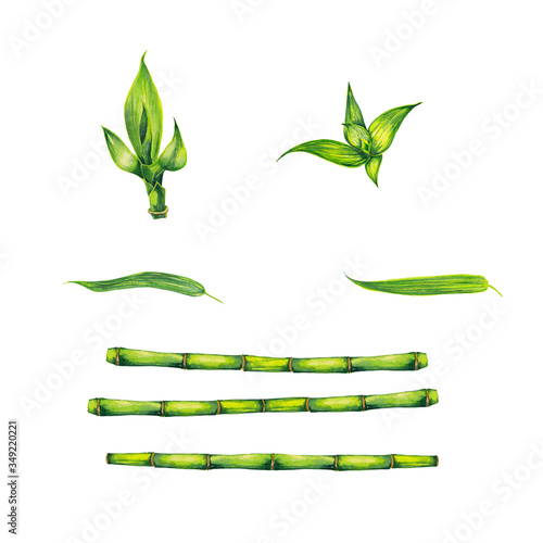 Set of colorful realistic bamboo plants. Green stems, leaves and young sprout. Watercolor hand painted isolated elements on white background.