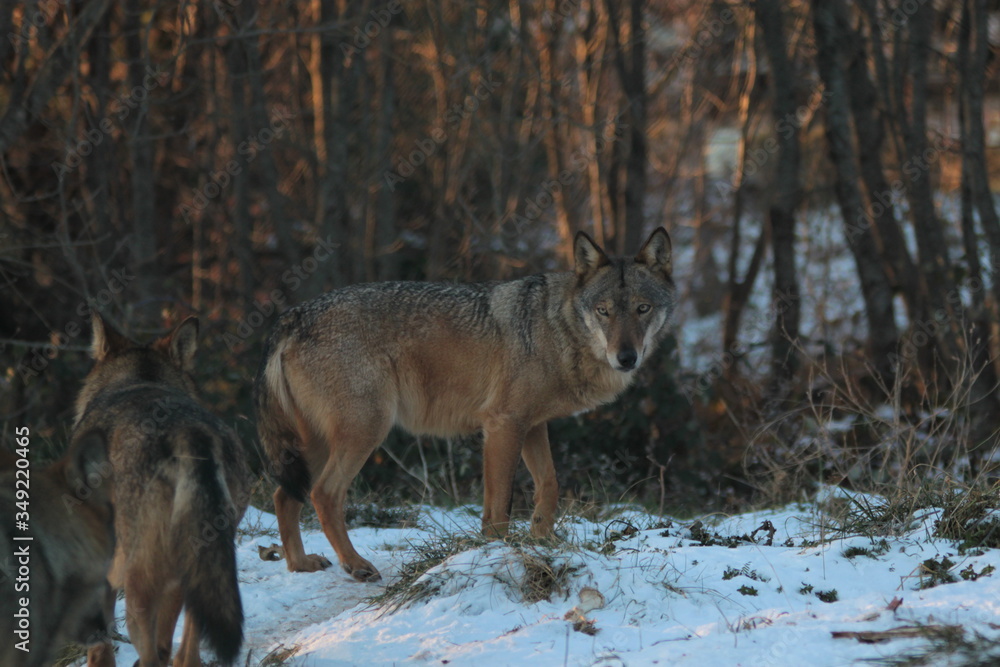 wolf 1 wolf 1