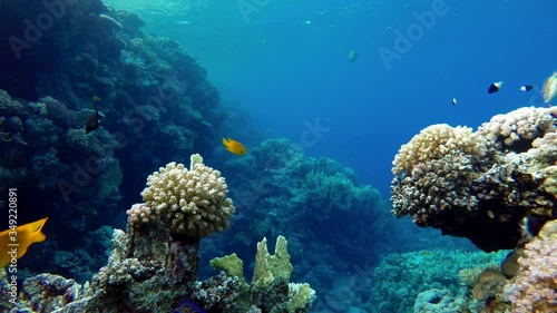 Wallpaper Mural Diving. Tropical fish and coral reef. Underwater life in the ocean. 
 Torontodigital.ca