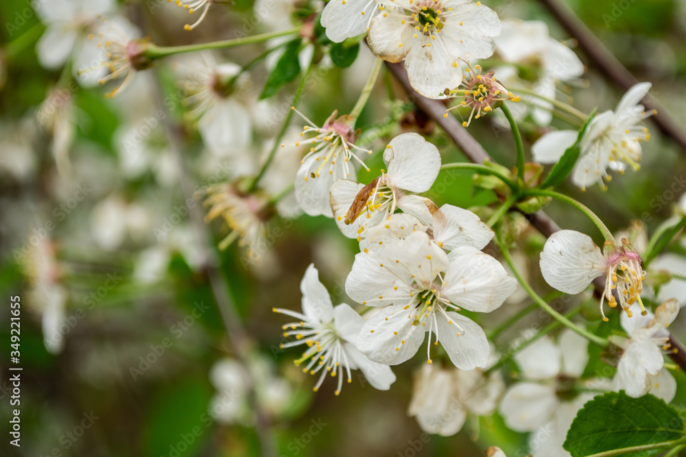 white flowers of the Apple tree. white flowers of the Apple tree.