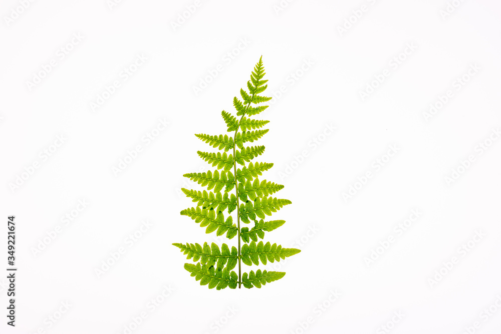 Fern leaf, Ornamental foliage, Fern isolated on white background