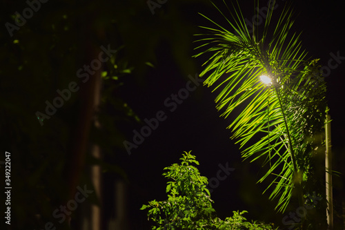 shot of foliage leaves in the glow of light