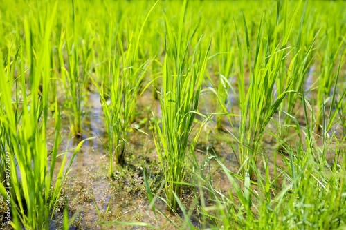 Close up of young growing rice