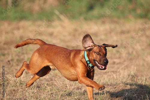 Dog at the training ground