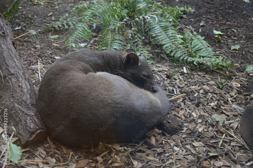 Fossa (Cryptoprocta Ferox) Cat In Madagascar Fossa (Cryptoprocta Ferox) Cat In Madagascar