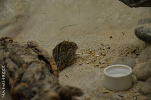 The African Striped Grass Mouse