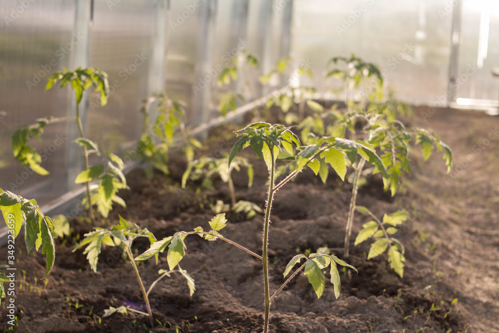 growth of tomato seedlings in a greenhouse growth of tomato seedlings in a greenhouse