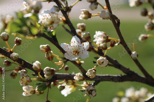Spring, white cherry blossoms open.