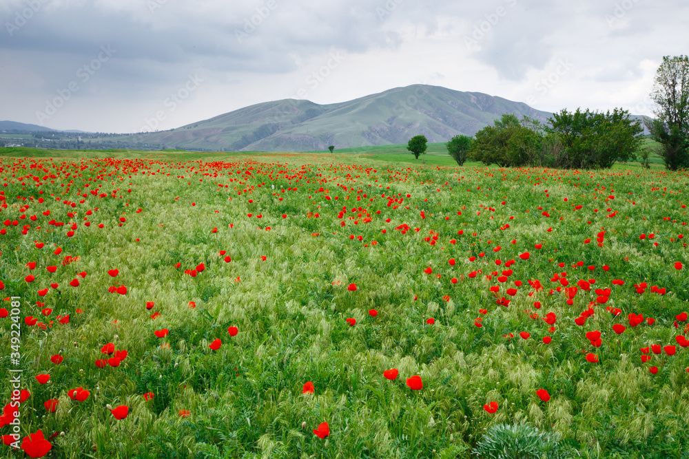 Red poppies beautiful flowering meadow with poppies. Beautiful spring and summer natural background. Tourism and travel Red poppies beautiful flowering meadow with poppies. Beautiful spring and summer natural background. Tourism and travel