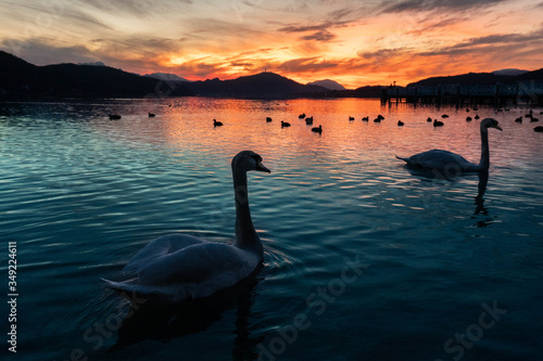 Canvas Print Beautiful sunset with swans, lake and the view of the pyramidenkogel at the w