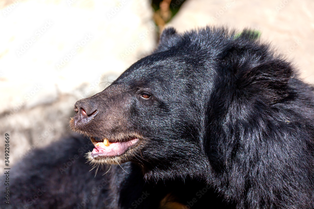 Fototapeta Asiatic black bear in city zoo