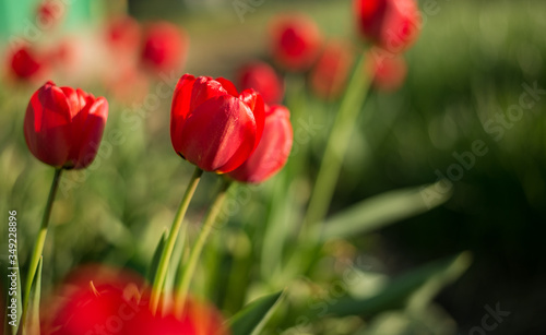 Red tulip in the flowerbed. In the garden © Nastassia