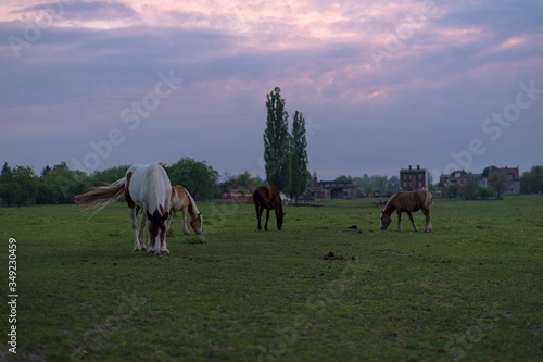 Konie spacerujące po polanie. © Krzysztof