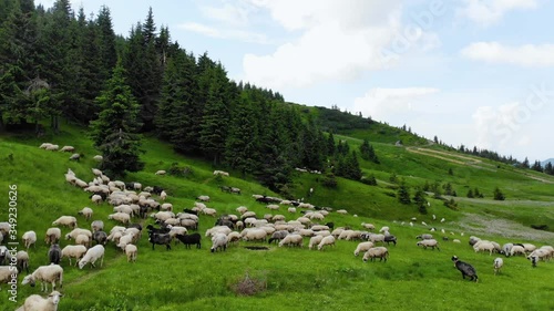 Aerial drone shot flying over a flock of sheep walking on the mountains hill. Cloudy day, low altitude flight 
