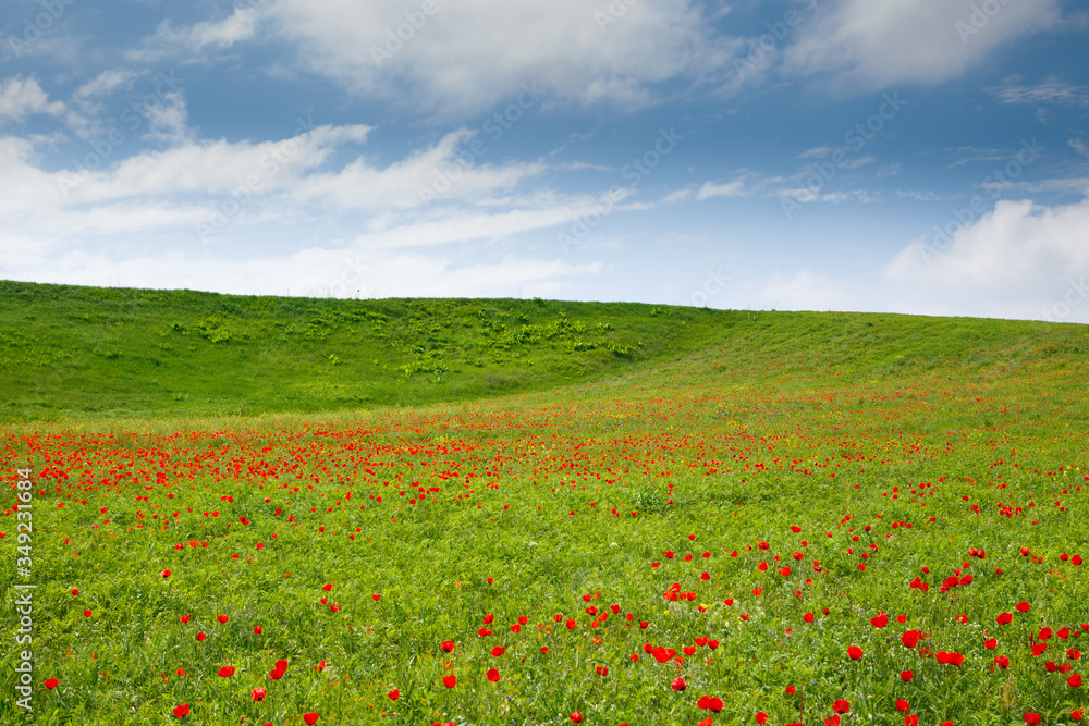 Poppies Beautiful flowering meadow of poppies in the rays of the setting sun. Beautiful spring and summer natural background. Poppies Beautiful flowering meadow of poppies in the rays of the setting sun. Beautiful spring and summer natural background.
