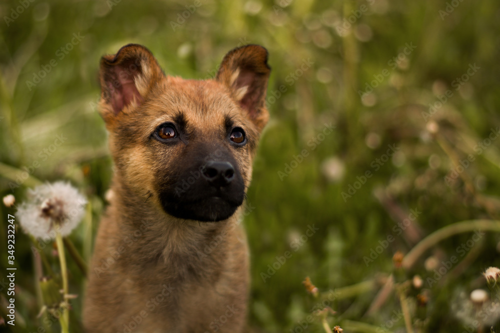 Cute little puppy of belgian malinois on the meadow full of flowering dandelions looking into camera with cute dog eyes. First clicker training, learning do to sit. Cute little puppy of belgian malinois on the meadow full of flowering dandelions looking into camera with cute dog eyes. First clicker training, learning do to sit.