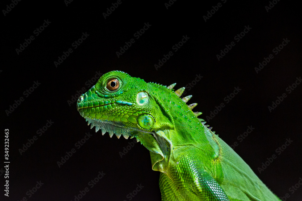 Green Iguana against a dark background Green Iguana against a dark background