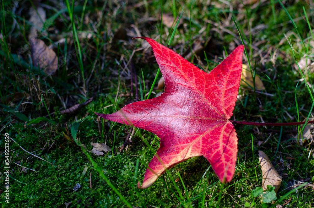 Bright red maple leaf on the green grass. Sunlight Bright red maple leaf on the green grass. Sunlight