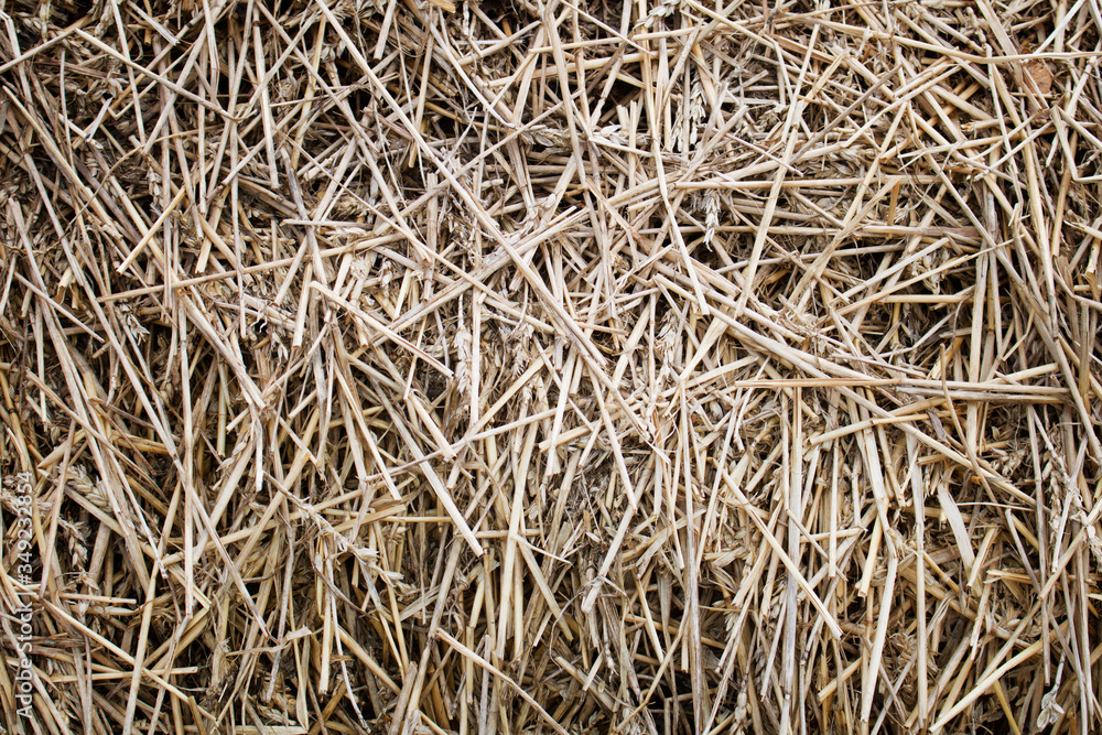 Stack of dry hay macro photo. Macro photo nature dry hay. Texture background dry Wheat Straw. Stack of dry hay macro photo. Macro photo nature dry hay. Texture background dry Wheat Straw.