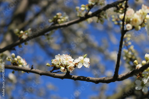 White cherry flowers close-up on a twig against a clear blue sky on a Sunny day.