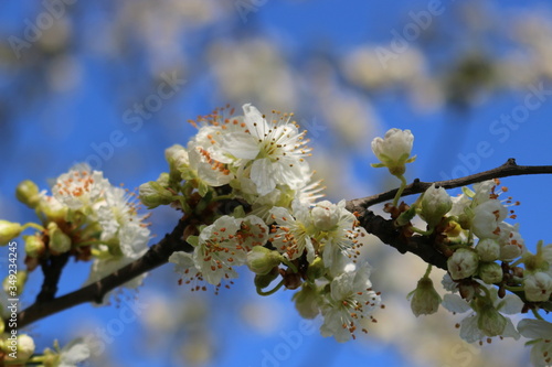 White cherry flowers close-up on a twig against a clear blue sky on a Sunny day.