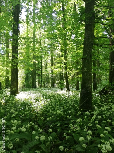 Wild garlic in bloom in the forest