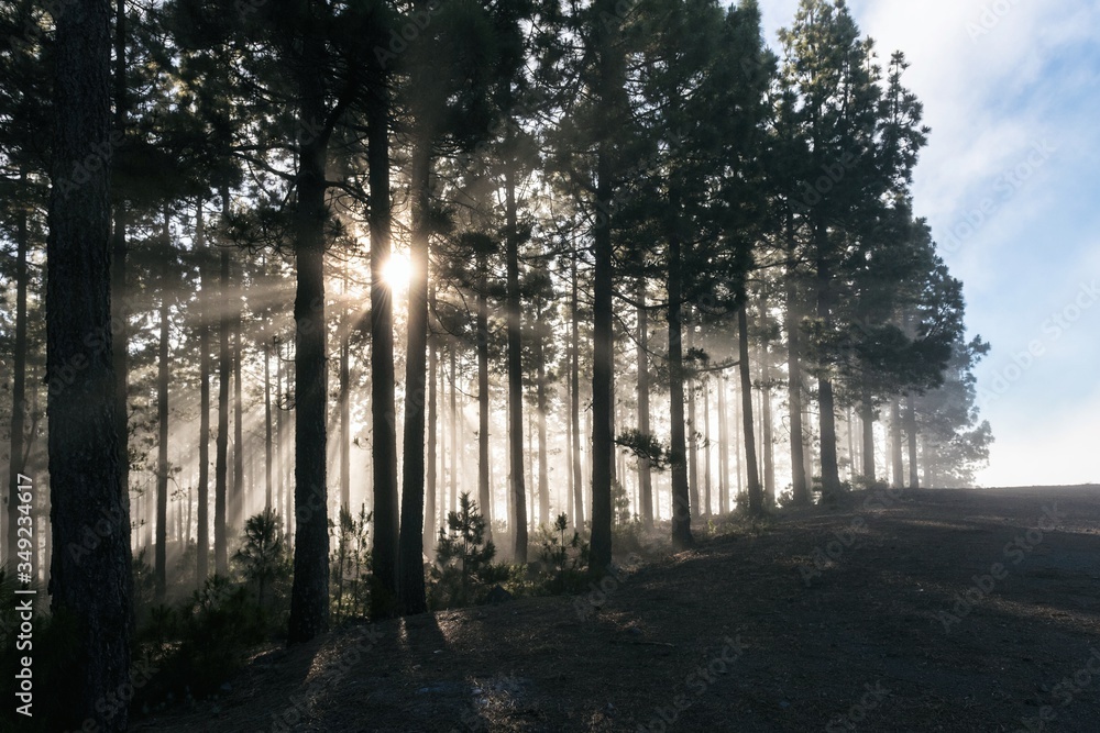 Fototapeta premium Forest fog sun rays in Teide National Park Tenerife island Canaris