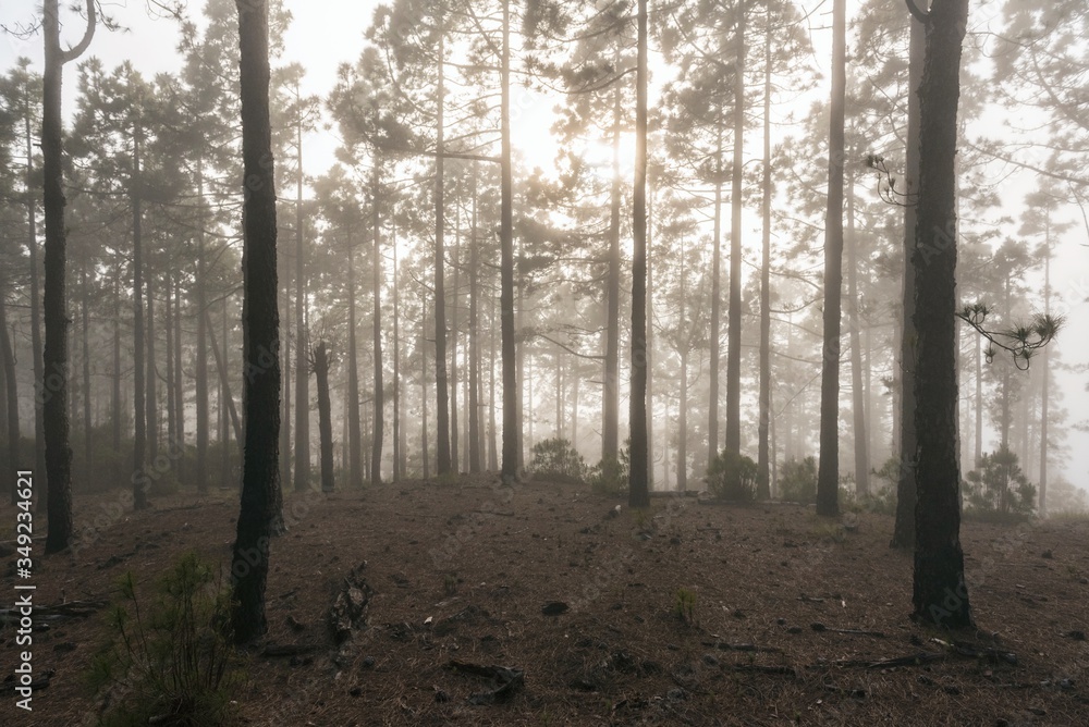 Forest fog sun rays in Teide National Park Tenerife island Canaris Forest fog sun rays in Teide National Park Tenerife island Canaris