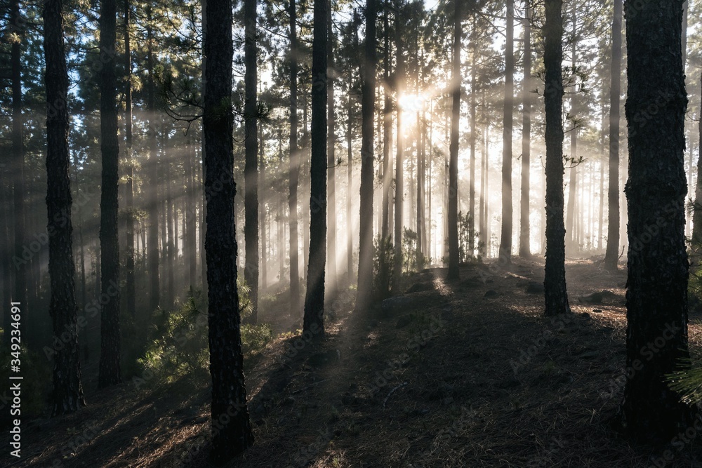 Forest fog sun rays in Teide National Park Tenerife island Canaris Forest fog sun rays in Teide National Park Tenerife island Canaris