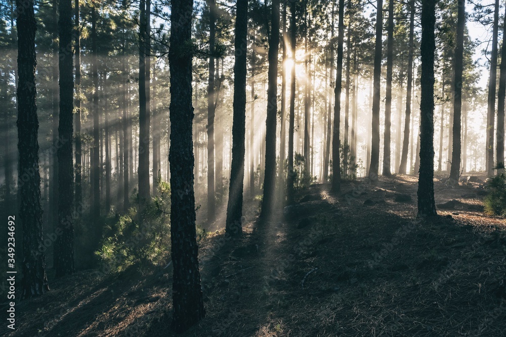 Forest fog sun rays in Teide National Park Tenerife island Canaris Forest fog sun rays in Teide National Park Tenerife island Canaris