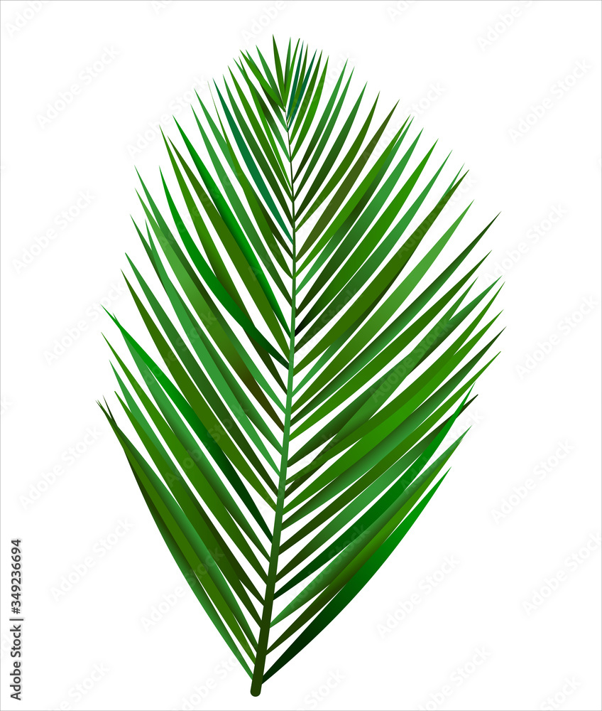 Obraz premium palm leaf isolated on white eps 10