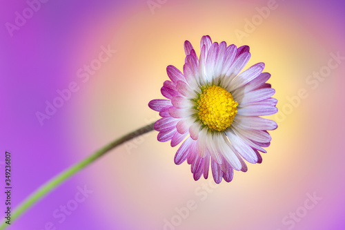 Daisy with white and purple petals on a multicolor background