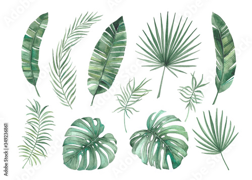 Set of tropical leaves. Watercolor illustration.