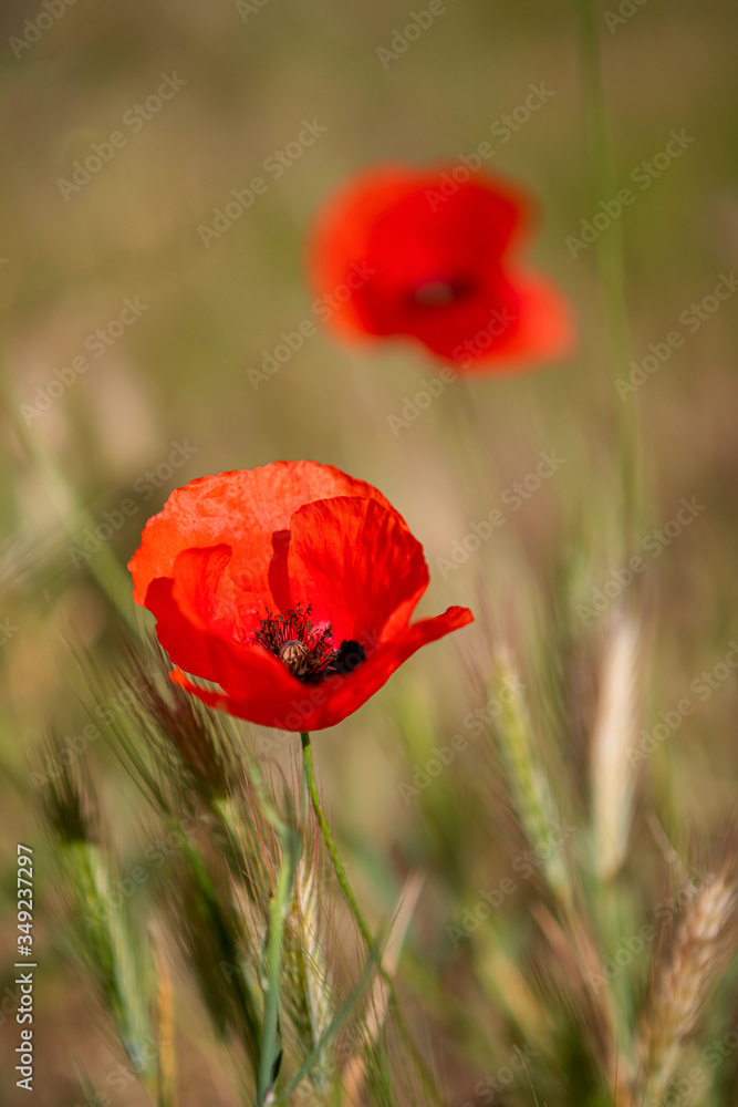 Obraz premium Poppy flower growing in a field, close-up, natural light. Selective focus.
