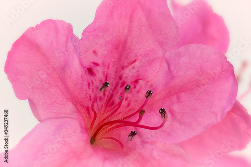 CLose-up pink Rhododendron flowers isolated on white
