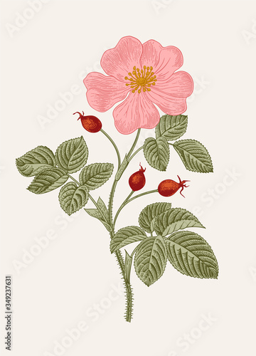Rose hip. Wild rose. Botanical floral vector illustration.